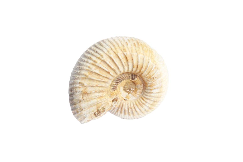 Natural Whole White Ammonite Fossils. 1-7 cm. JEWELRY