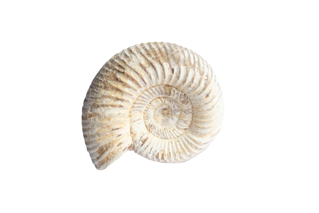 Natural Whole White Ammonite Fossils. 1-7 cm. JEWELRY