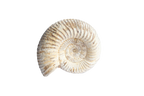 Natural Whole White Ammonite Fossils. 1-7 cm. JEWELRY