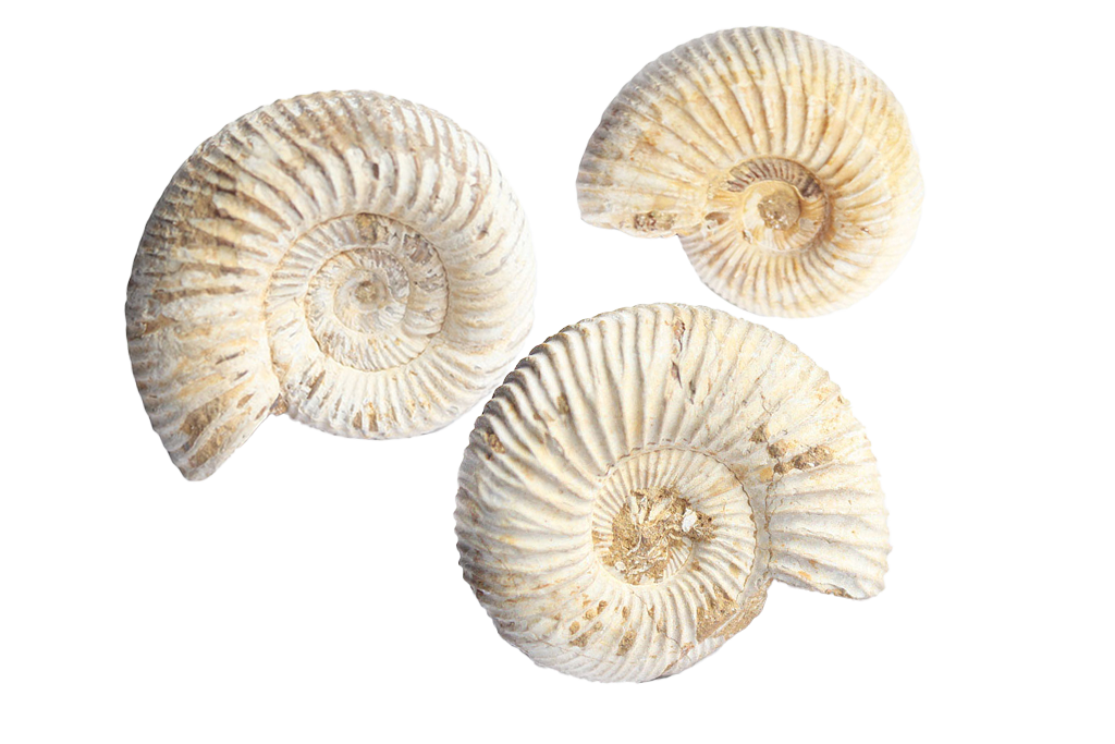 Natural Whole White Ammonite Fossils. 1-7 cm. JEWELRY