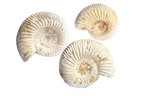 Natural Whole White Ammonite Fossils. 1-7 cm. JEWELRY