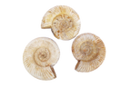 Natural Whole White Ammonite Fossils. 7-15 cm.