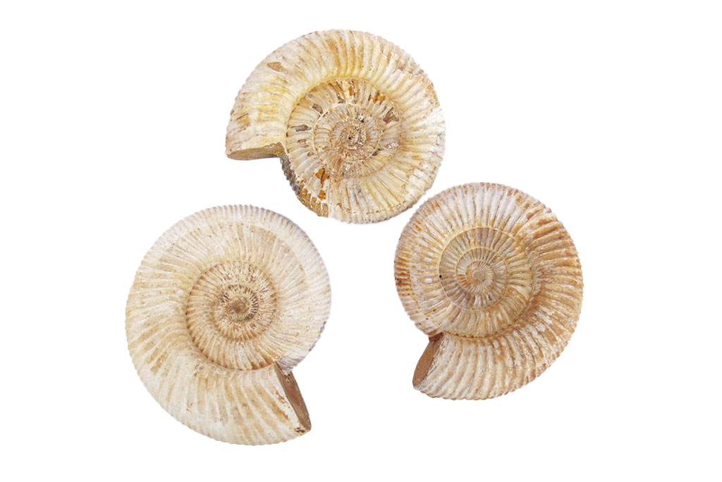 Natural Whole White Ammonite Fossils. 7-15 cm.