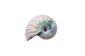 Natural Whole Iridescent Ammonite Fossils. 1-7 cm. First Quality. JEWELRY