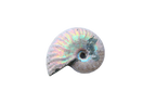 Natural Whole Iridescent Ammonite Fossils. 1-7 cm. First Quality. JEWELRY