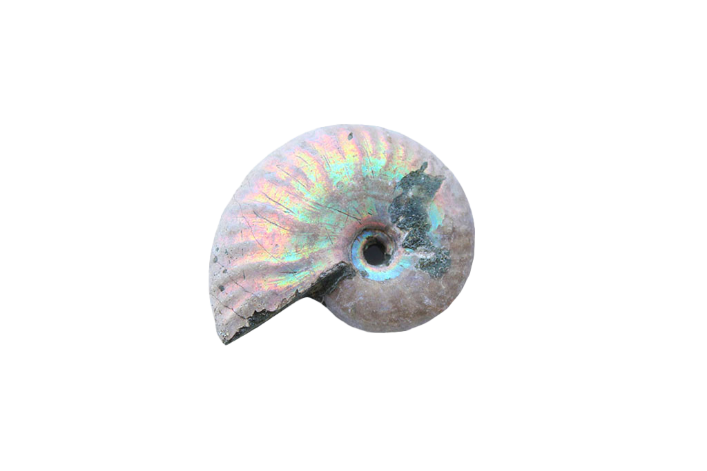 Natural Whole Iridescent Ammonite Fossils. 1-7 cm. First Quality. JEWELRY