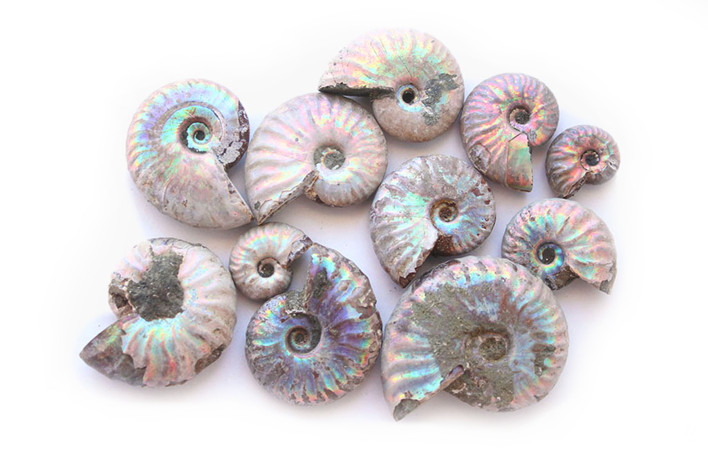 Natural Whole Iridescent Ammonite Fossils. 1-7 cm. First Quality. JEWELRY