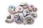 Natural Whole Iridescent Ammonite Fossils. 1-7 cm. First Quality. JEWELRY