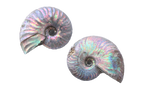 Natural Whole Iridescent Ammonite Fossils. 1-7 cm. First Quality. JEWELRY