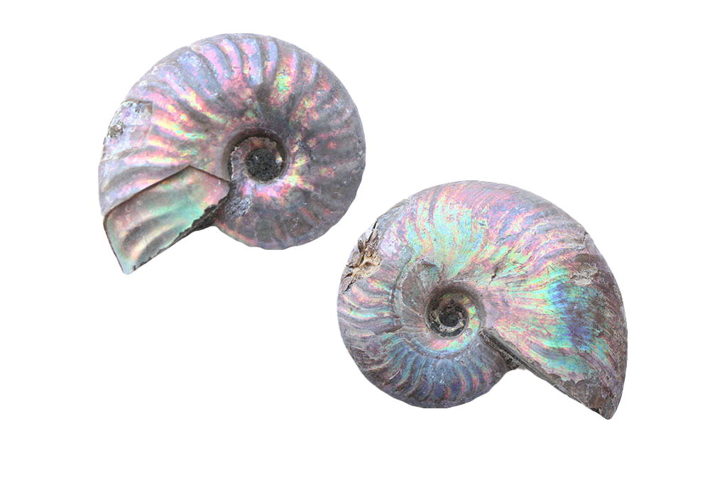 Natural Whole Iridescent Ammonite Fossils. 1-7 cm. First Quality. JEWELRY