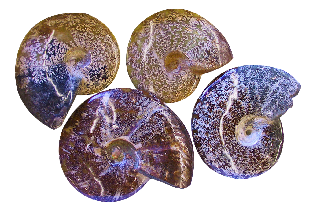 Whole Polished Ammonite Fossils with Sutures. 7-15 cm