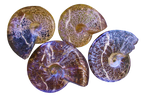Whole Polished Ammonite Fossils with Sutures. 7-15 cm