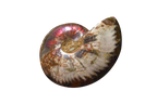 Whole Polished Fire Ammonite Fossils. 7-15 cm.