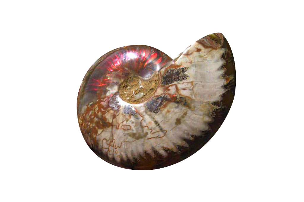 Whole Polished Fire Ammonite Fossils. 7-15 cm.