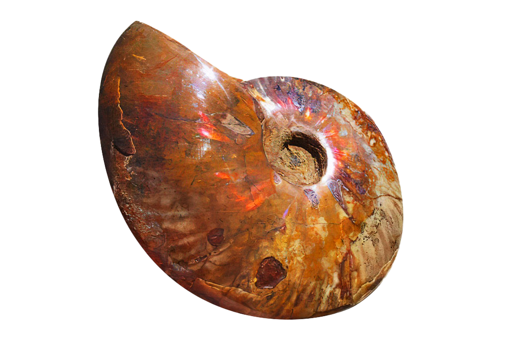 Whole Polished Fire Ammonite Fossils. 7-15 cm.