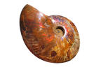 Whole Polished Fire Ammonite Fossils. 7-15 cm.