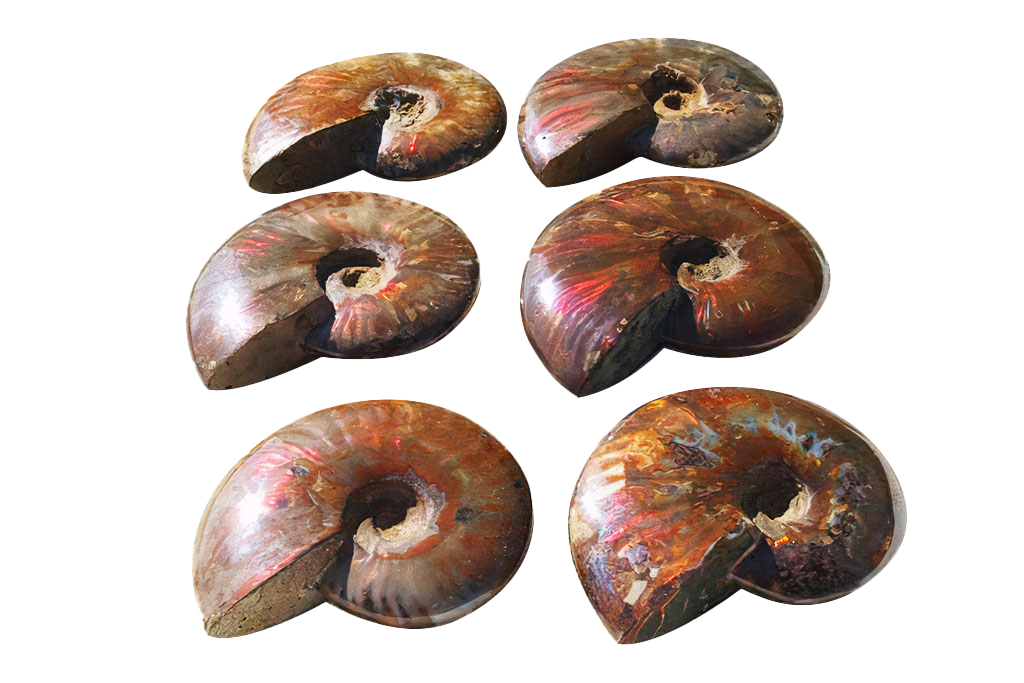 Whole Polished Fire Ammonite Fossils. 7-15 cm.