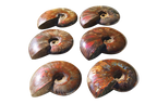 Whole Polished Fire Ammonite Fossils. 7-15 cm.