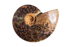 Whole Polished Ammonite Fossils with Sutures. 7-15 cm