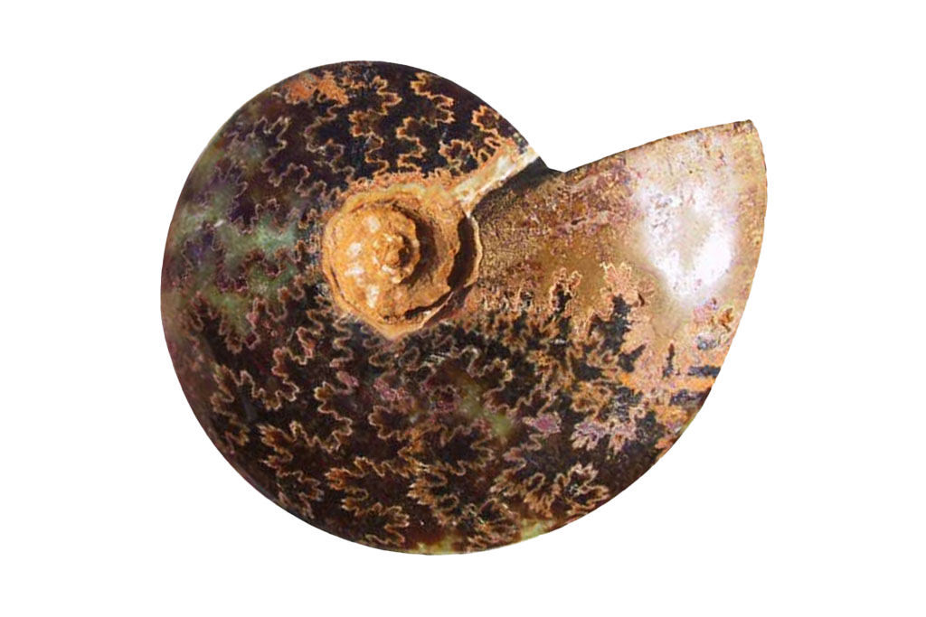 Whole Polished Ammonite Fossils with Sutures. 7-15 cm