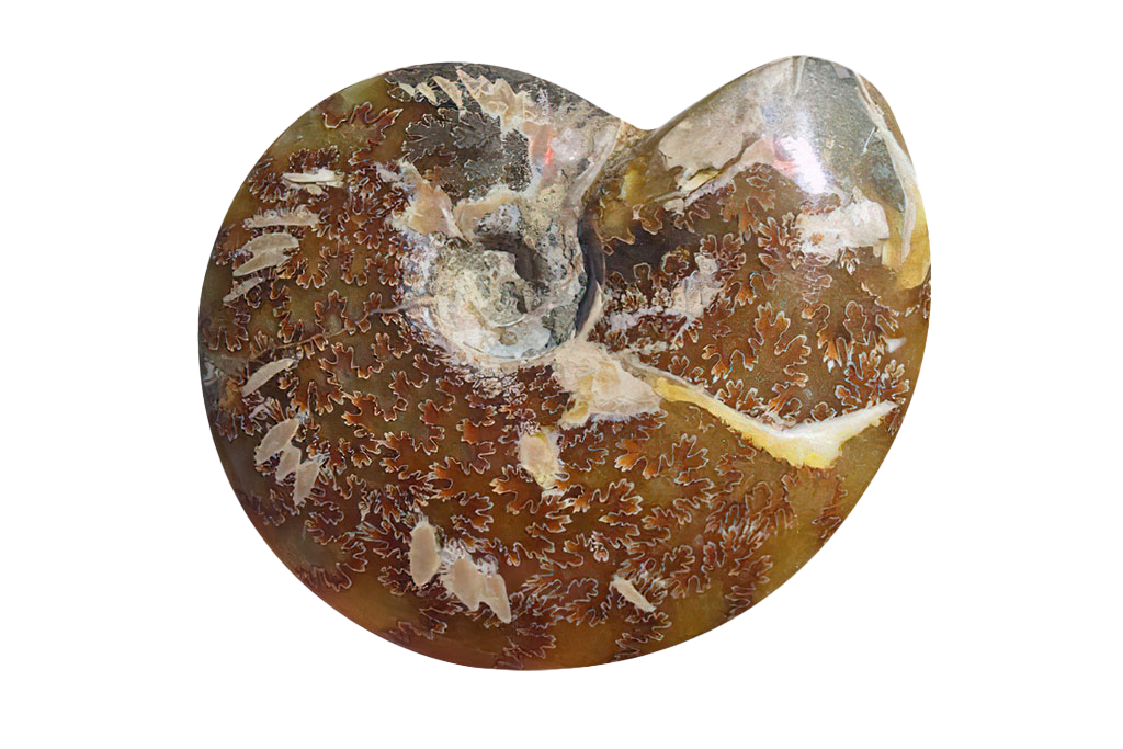 Whole Polished Ammonite Fossils with Sutures. 7-15 cm