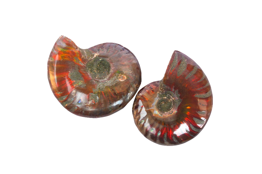 Whole Polished Fire Ammonite Fossils. 1-7 cm. JEWELRY