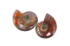 Whole Polished Fire Ammonite Fossils. 1-7 cm. JEWELRY