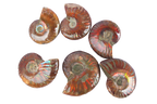 Whole Polished Fire Ammonite Fossils. 1-7 cm. JEWELRY