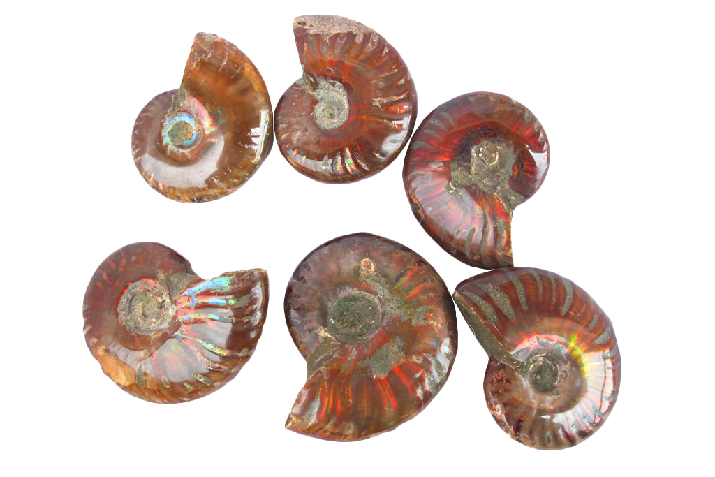 Whole Polished Fire Ammonite Fossils. 1-7 cm. JEWELRY