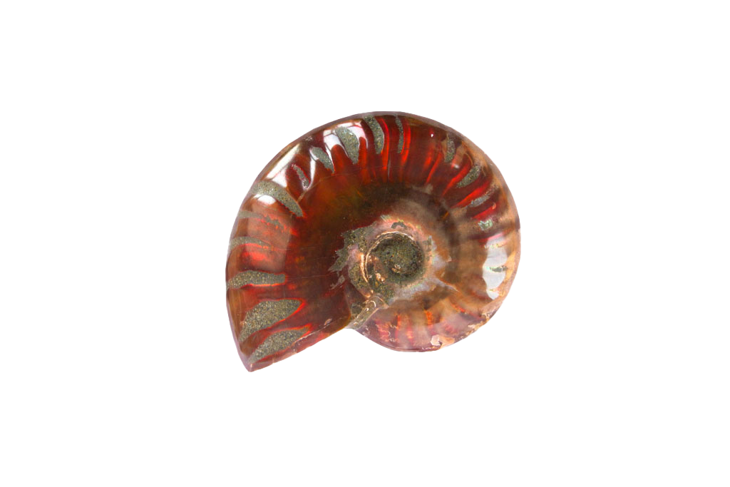 Whole Polished Fire Ammonite Fossils. 1-7 cm. JEWELRY
