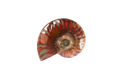 Whole Polished Fire Ammonite Fossils. 1-7 cm. JEWELRY