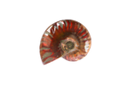 Whole Polished Fire Ammonite Fossils. 1-7 cm. JEWELRY