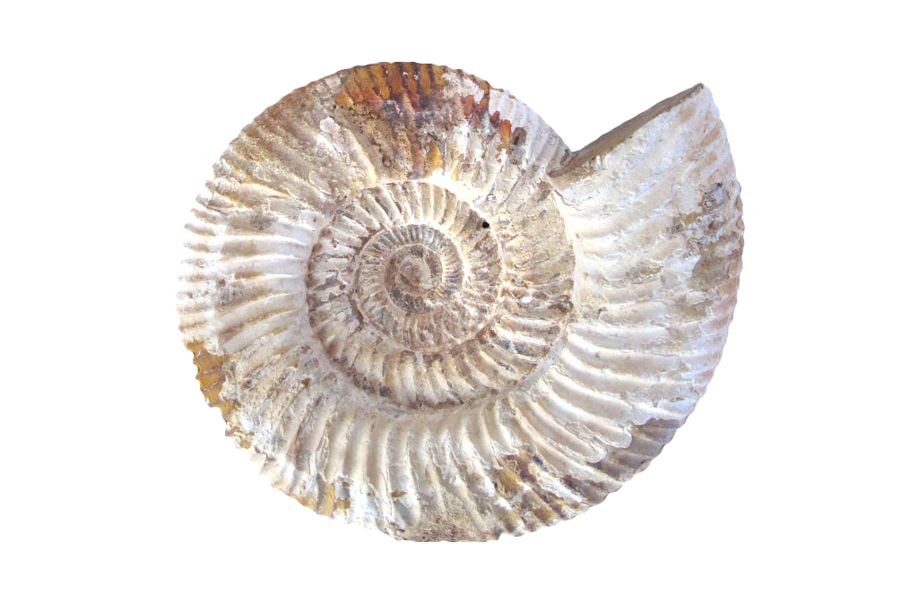 Natural Whole White Ammonite Fossils. 7-15 cm.