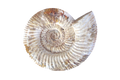 Natural Whole White Ammonite Fossils. 7-15 cm.