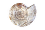 Natural Whole White Ammonite Fossils. 7-15 cm.
