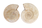 Natural Whole White Ammonite Fossils. 7-15 cm.