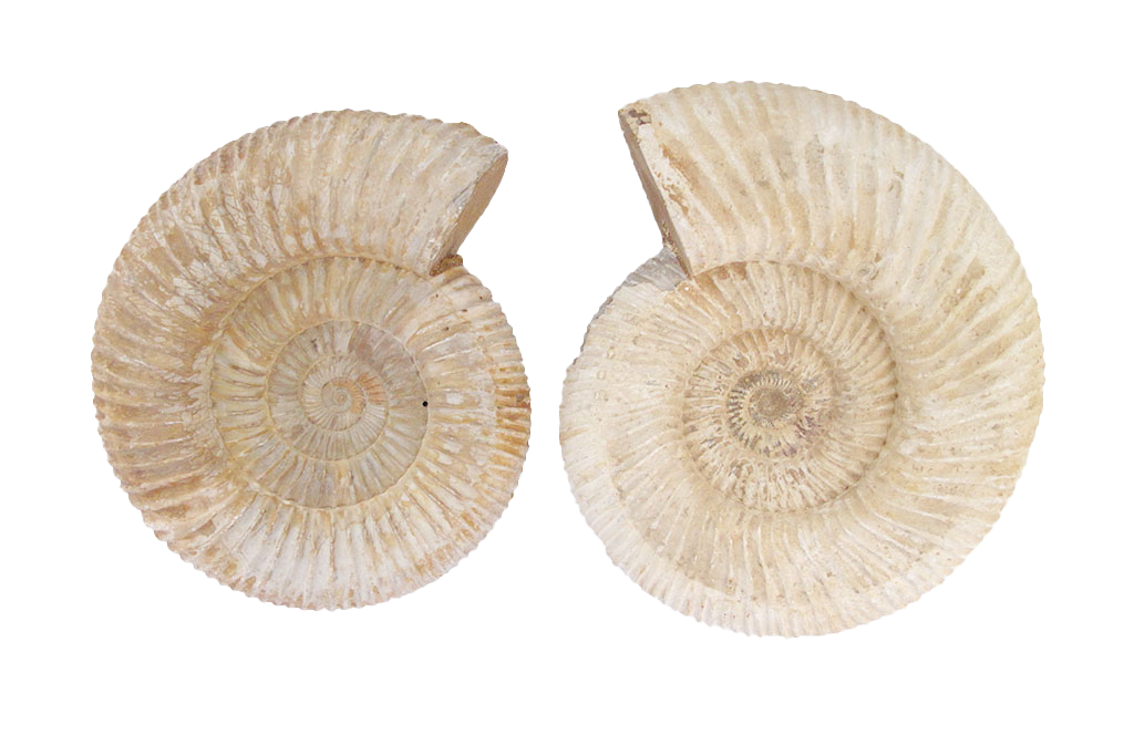 Natural Whole White Ammonite Fossils. 7-15 cm.